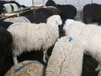 Kambing betina, Sheep — foto 1