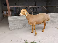 Pecora, Arashan sheep — foto 3