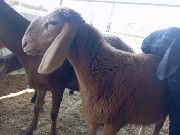 Widder, Arashan sheep