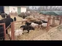 میش, Racka sheep — عکس 2