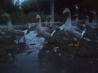 Geese — sawirka 2