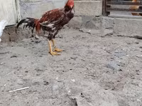Chickens — sawirka 2