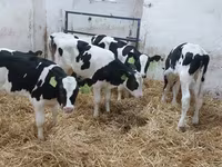 گاو نر, Russian Black pied cattle — عکس 1