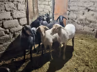 Хонь, Hissar sheep — 1 зураг