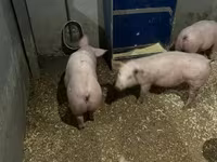 หมูป่าตัวผู้, Гипор — รูปภาพ 5
