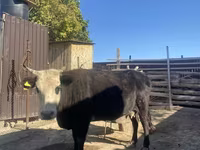 Lembu betina, Latvian Blue cattle — foto 1