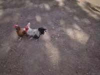 Chickens — foto 2