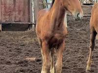 Klisna, Thoroughbred horse — foto 4