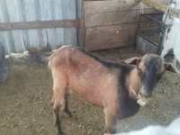 แพะตัวเมีย, Alpine goat — รูปภาพ 5