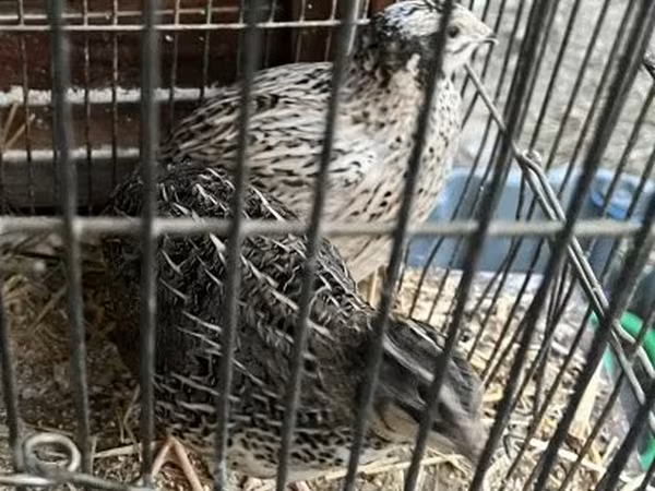 Quails