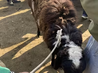 Beran, Karakul sheep — foto 2