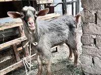 بز ماده, Saanen goat — عکس 4