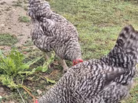 Chickens — акс 5
