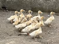 Amerikai Pekin — 2. fotó
