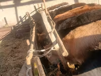 Sapi, Brown Mountain — foto 1