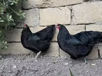 Australorp — foto 4