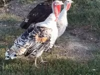 Turkeys — عکس 1