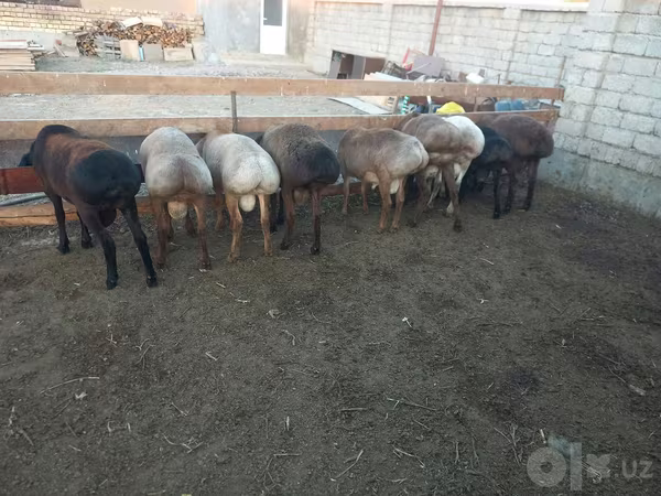 Beran, Arashan sheep