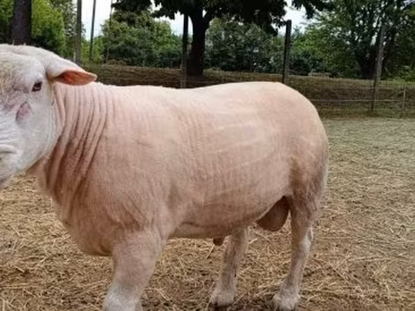 Kambing jantan, Sheep