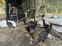Chickens — zdjęcie 1