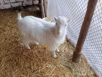 بز ماده, Saanen goat — عکس 1