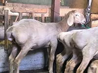 بھیڑ, Arashan sheep — تصویر 3