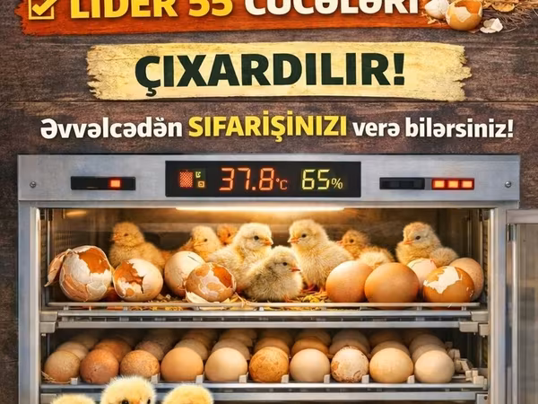 Chickens — Azerbaijan