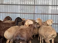 Beran, Arashan sheep — foto 8