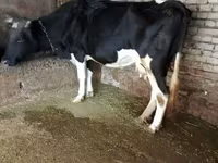 Býk, Russian Black pied cattle — foto 5