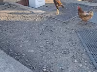 Chickens — 照片 4