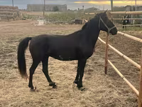 Cavallo, Cavalli — foto 3