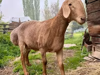 Montone, Arashan sheep — foto 1