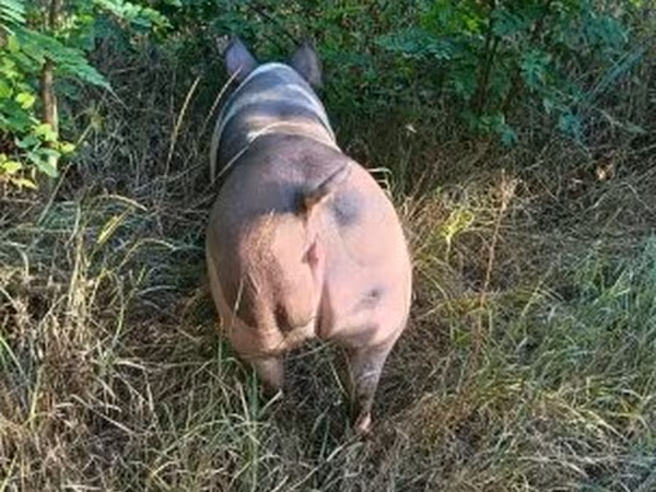 Säue, Пьетрен