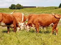 Krava, Swiss cattle — foto 6