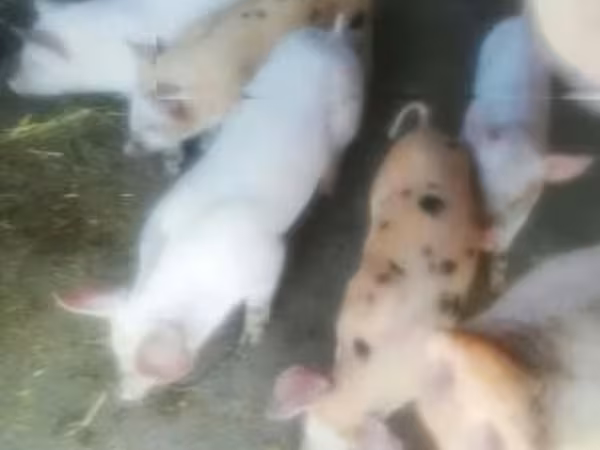 Babi betina, Pigs