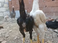 Chickens — foto 4
