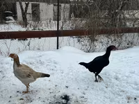 Chickens — foto 6