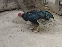 Chickens — عکس 2