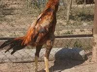 Chickens — รูปภาพ 2