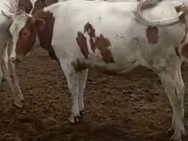 Vache, Simmental cattle