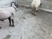 Bélier, Moutons — photo 6