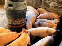 หมูป่าตัวผู้, หมู — รูปภาพ 4