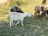 Capra, Nubian Goat — foto 4