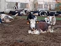 Lembu betina, Holstein breed — foto 3