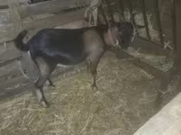 Kambing jantan, Goats — foto 2