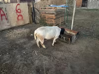 قوچ, Dorper sheep — عکس 2