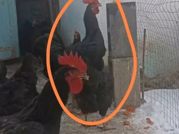 Chickens