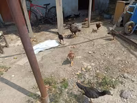 Chickens — foto 2