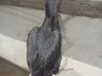 Chickens — عکس 1
