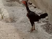 Guinea fowl — foto 2